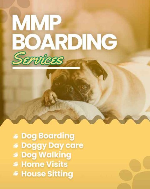 Dog boarding services in pune