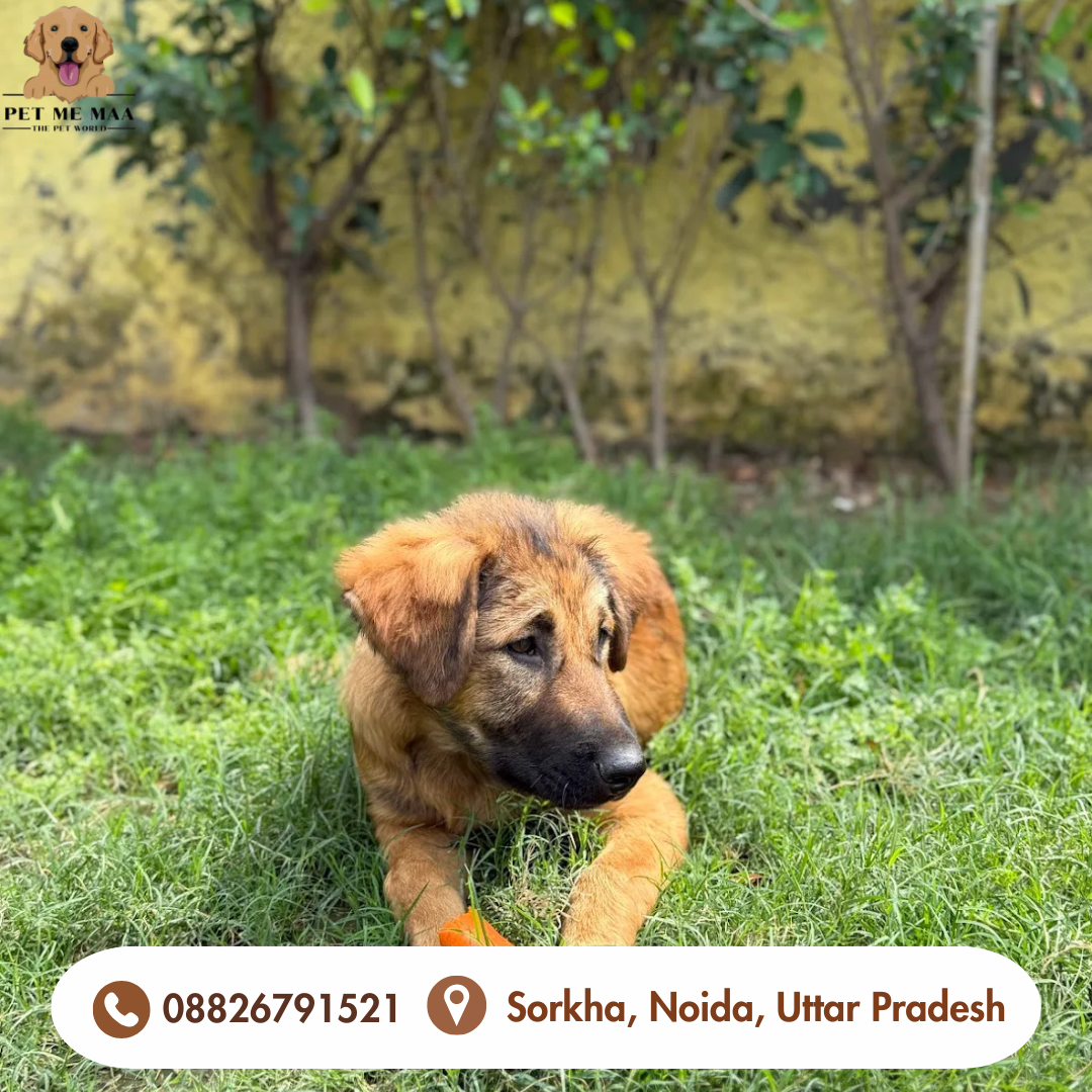 Dog cafe noida where happy paws meet happy people pet me maa