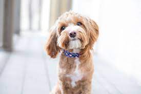 dog grooming at home hyderabad