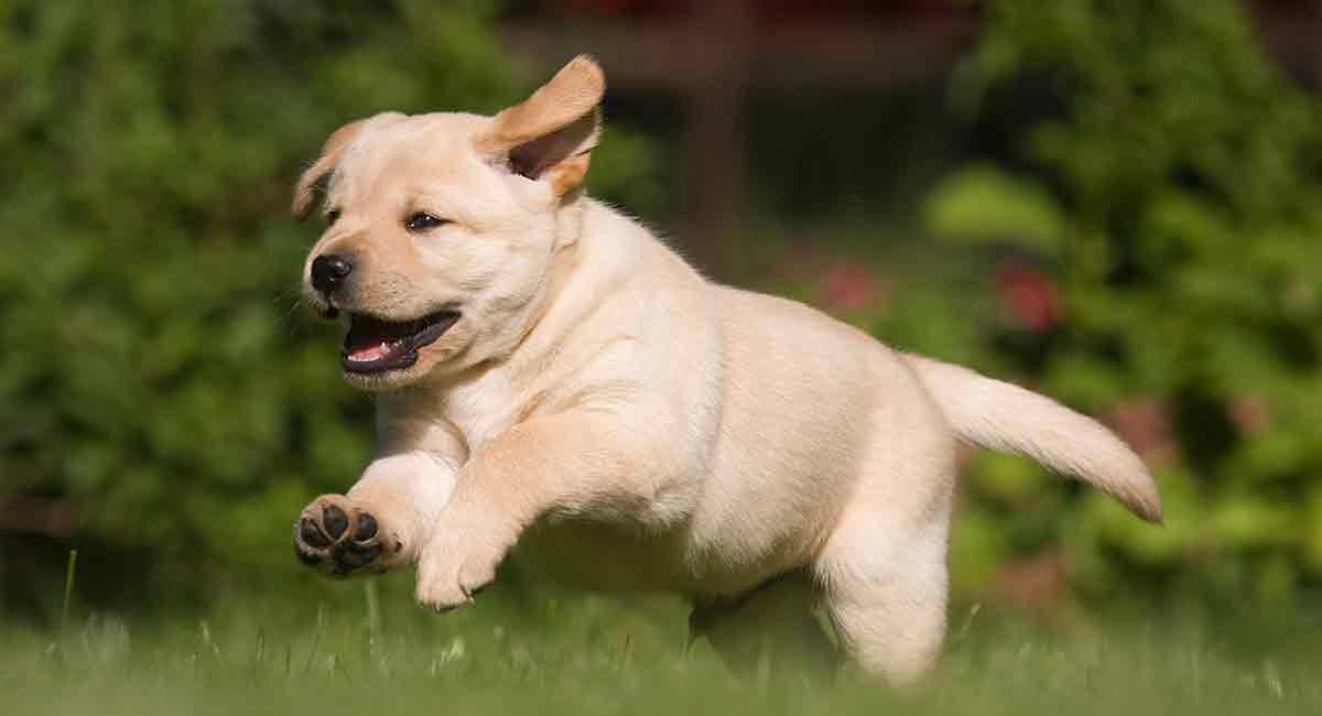 Dogs for sale  puppies for sale