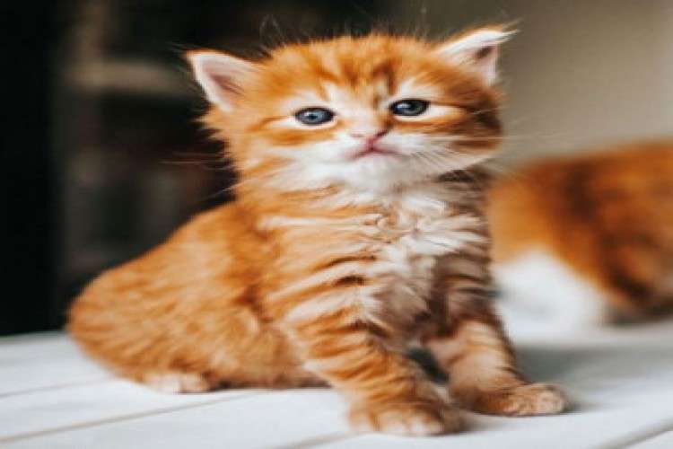 Excellent Pet Shop and Clinic