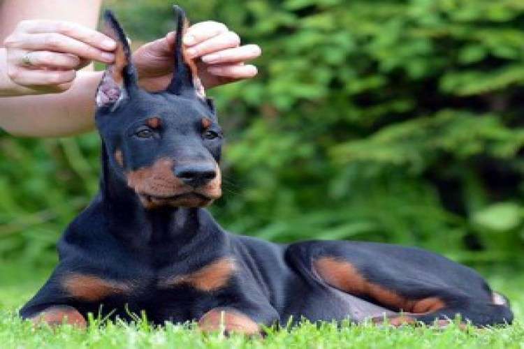 Famous Pet Shop in Pune Doggywala