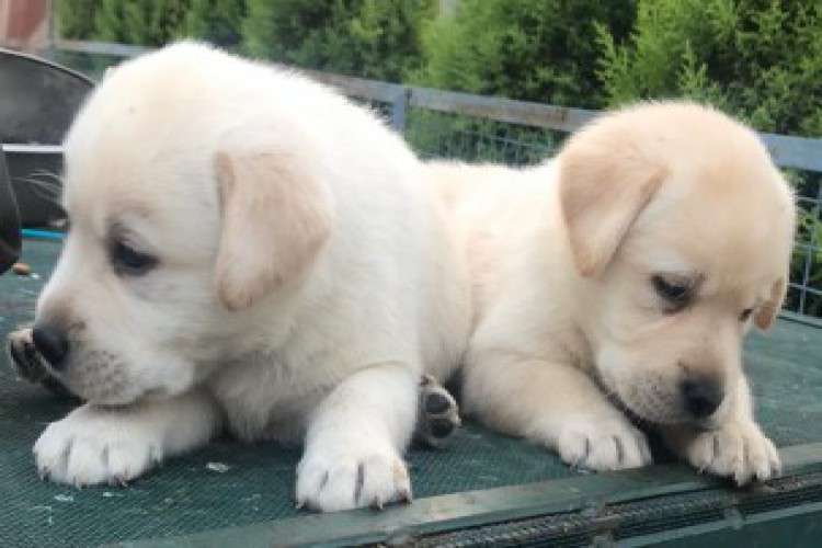 Find Healthy and Purebred Puppies from Responsible Breeder