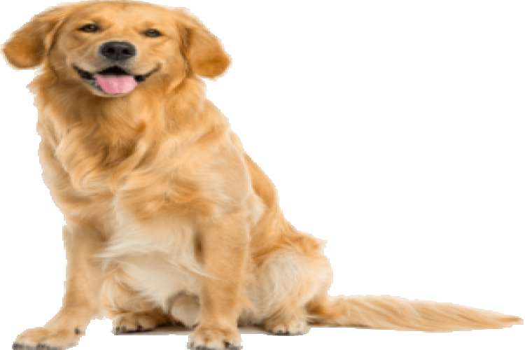 Golden Retriever Puppies For Sale In Chennai
