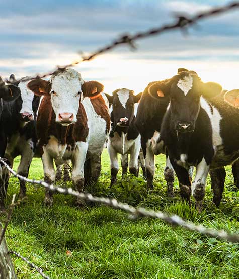 Grandmaster the best cattle feed