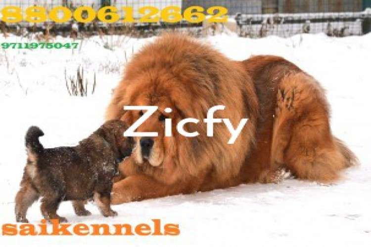 have bone breeds pet Tibetan mastiff pet are sale