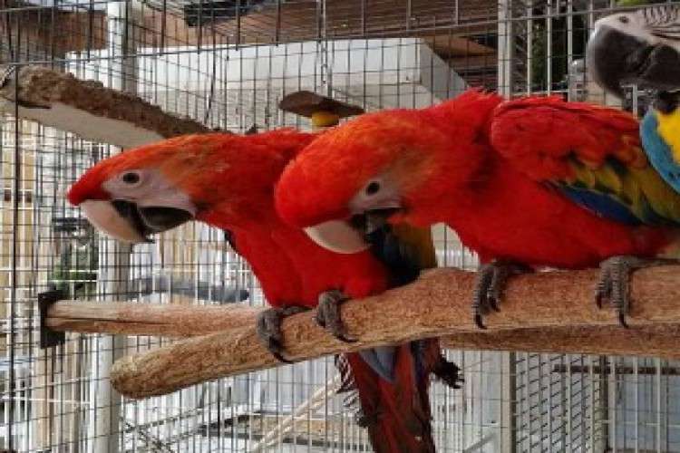 HOME RAISED MACAW PARROTS FOR SALE