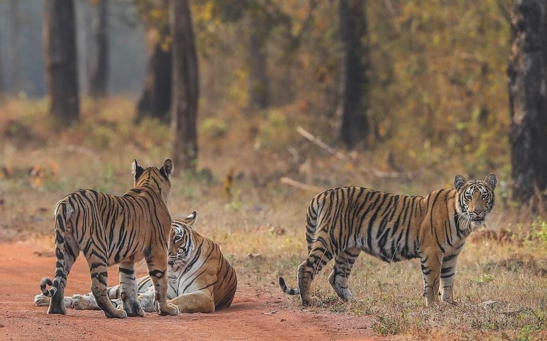 Jungle safari in mp pench