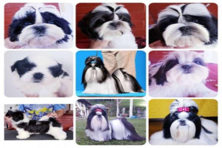 KCI SHIH TZU MALE AND FEMALE PUPPIES FOR SALE