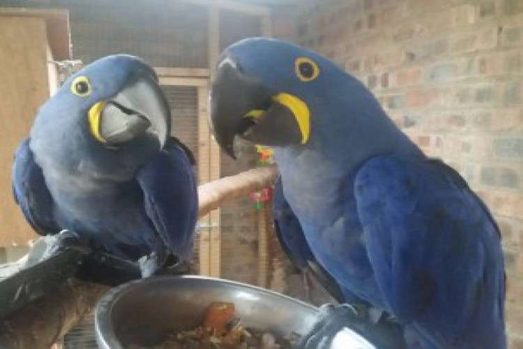MACAW PARROTS FOR SALE