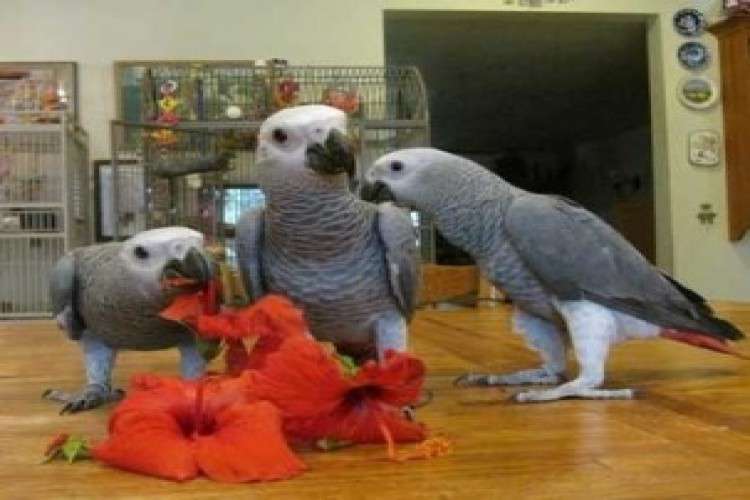 Macaws African Congo Greys Cockatoos Amazons Chicks