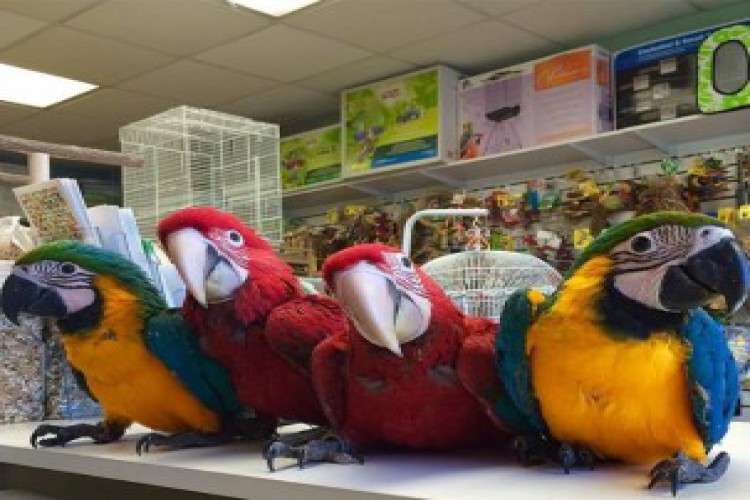 Macaws African Congo Greys Cockatoos Chicks Adults and Eggs for Sale