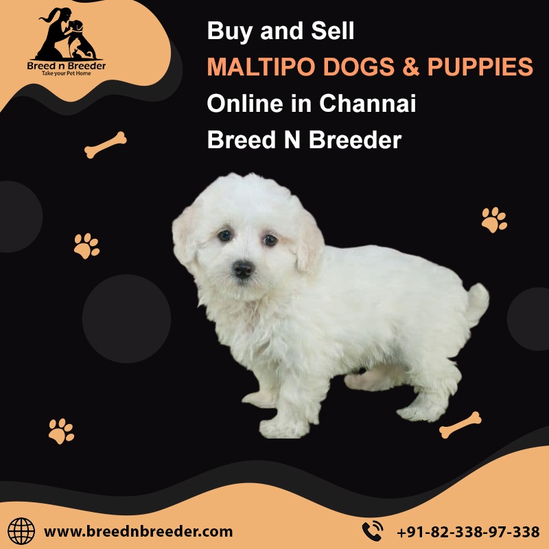 Maltipoo puppies for sale in Chennai at Breed n Breeder