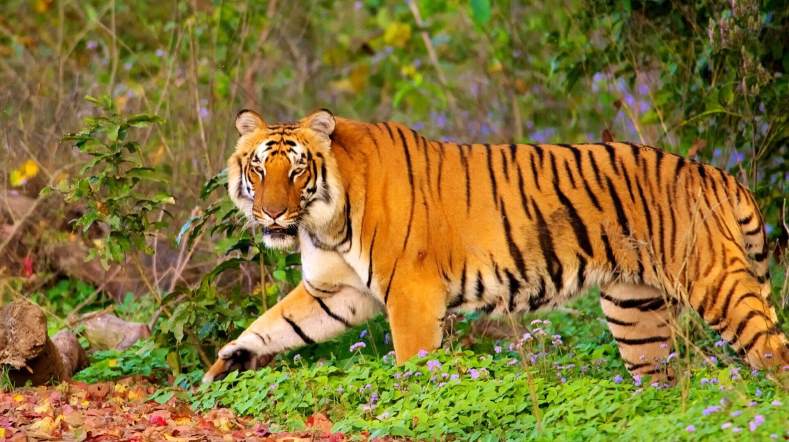 Nainital Corbett Tour Package