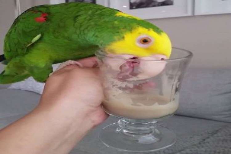 Outstanding Amazon and African Grey For Sale