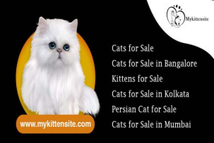 Persian Cats For Sale Online in Chandigarh Bangalore
