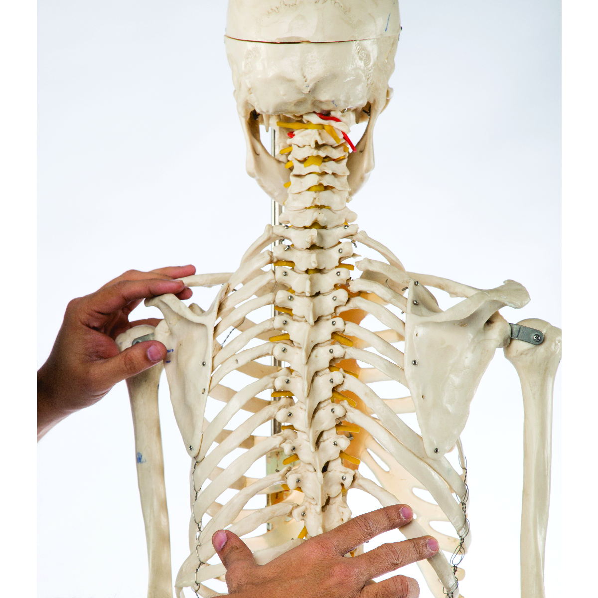 Personal Training for Special Population