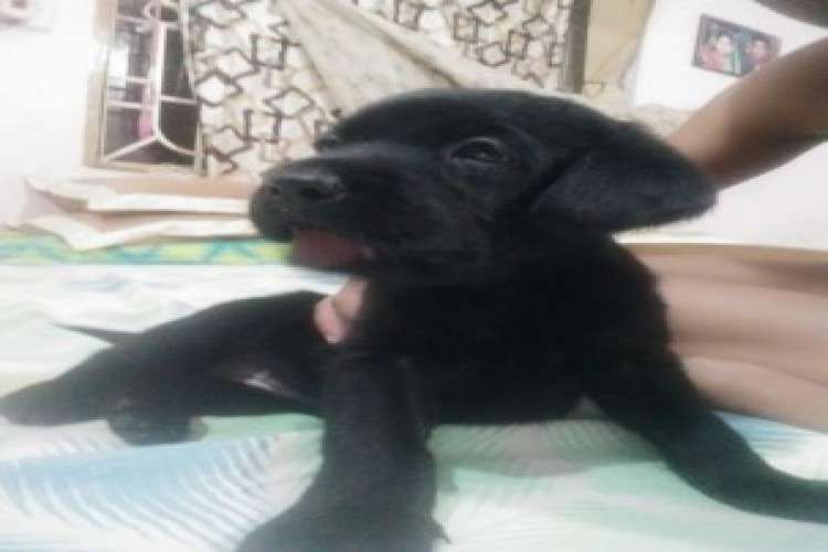 Pet Dog For Sale Bhubaneswar