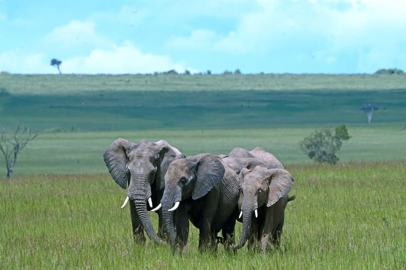 Plan your dream kenya safari from india with expert travel agency
