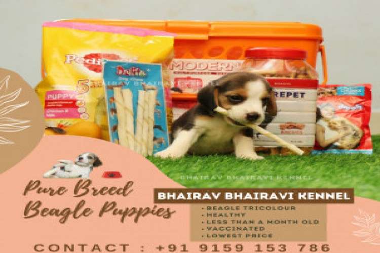 Pure Breed Beagle Puppies for Sale Near Chennai