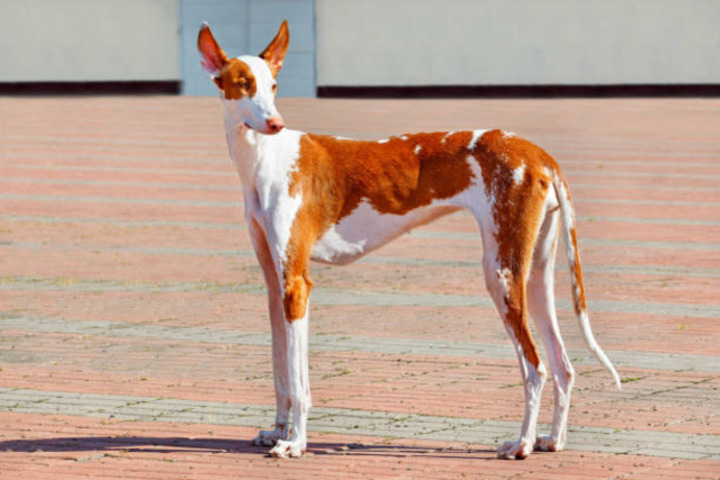 Rampur hound puppies for sale in madurai