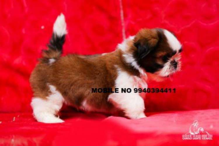 shih tzu puppies for sale in chennai