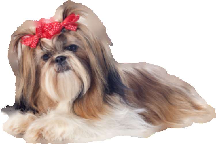 ShihTzu Puppies For Sale In Chennai