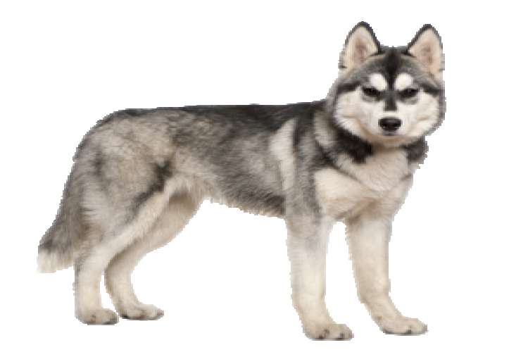 Siberian Husky For Sale In Chennai