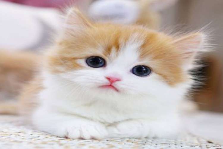 Standard Munchkin kitten with short legs for sale