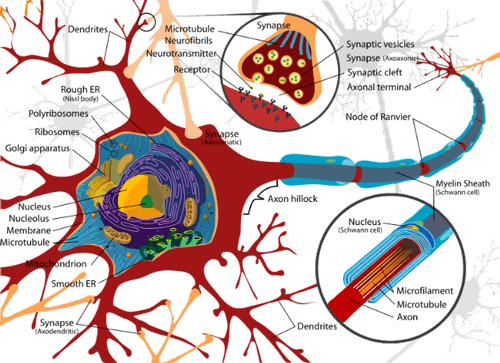 Stem cell therapy in mnd india