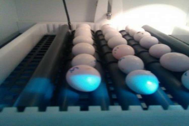 Tested Fertile Parrot Eggs And Parrots for sale