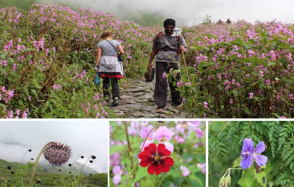Valley of flower Tracking Package
