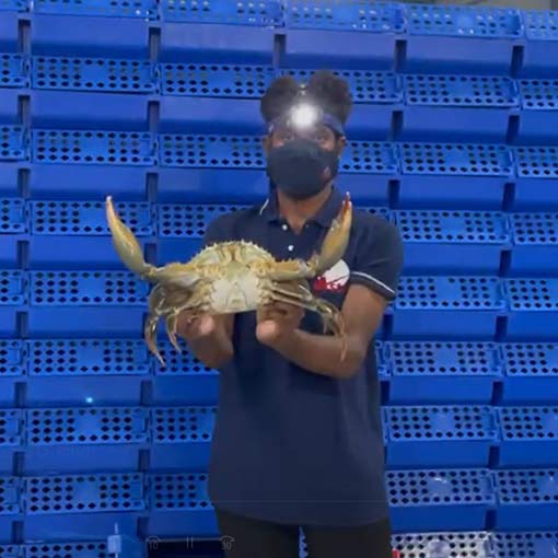 Vertical crab farming cost