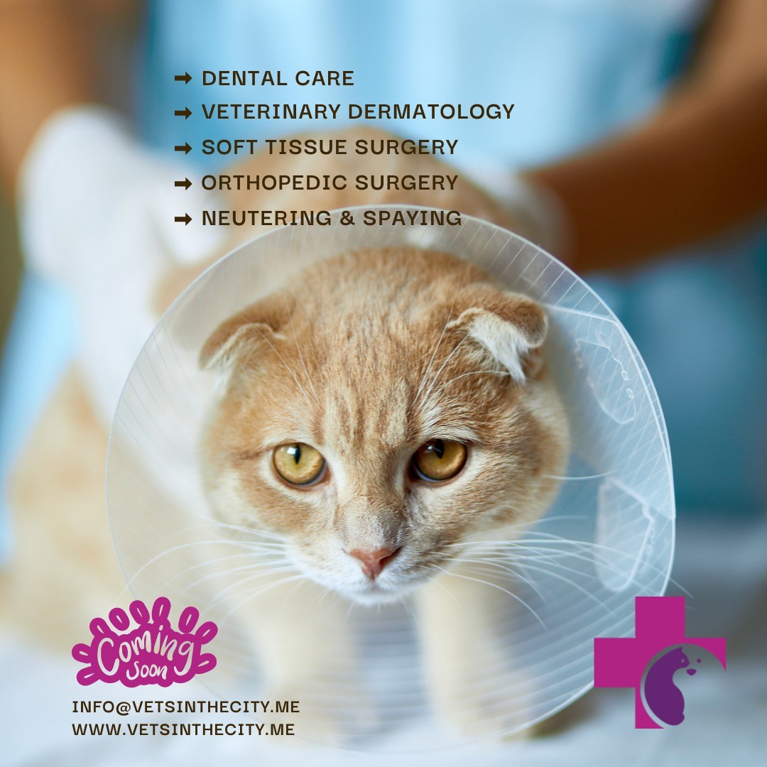 Vets in the city veterinary clinic dubai