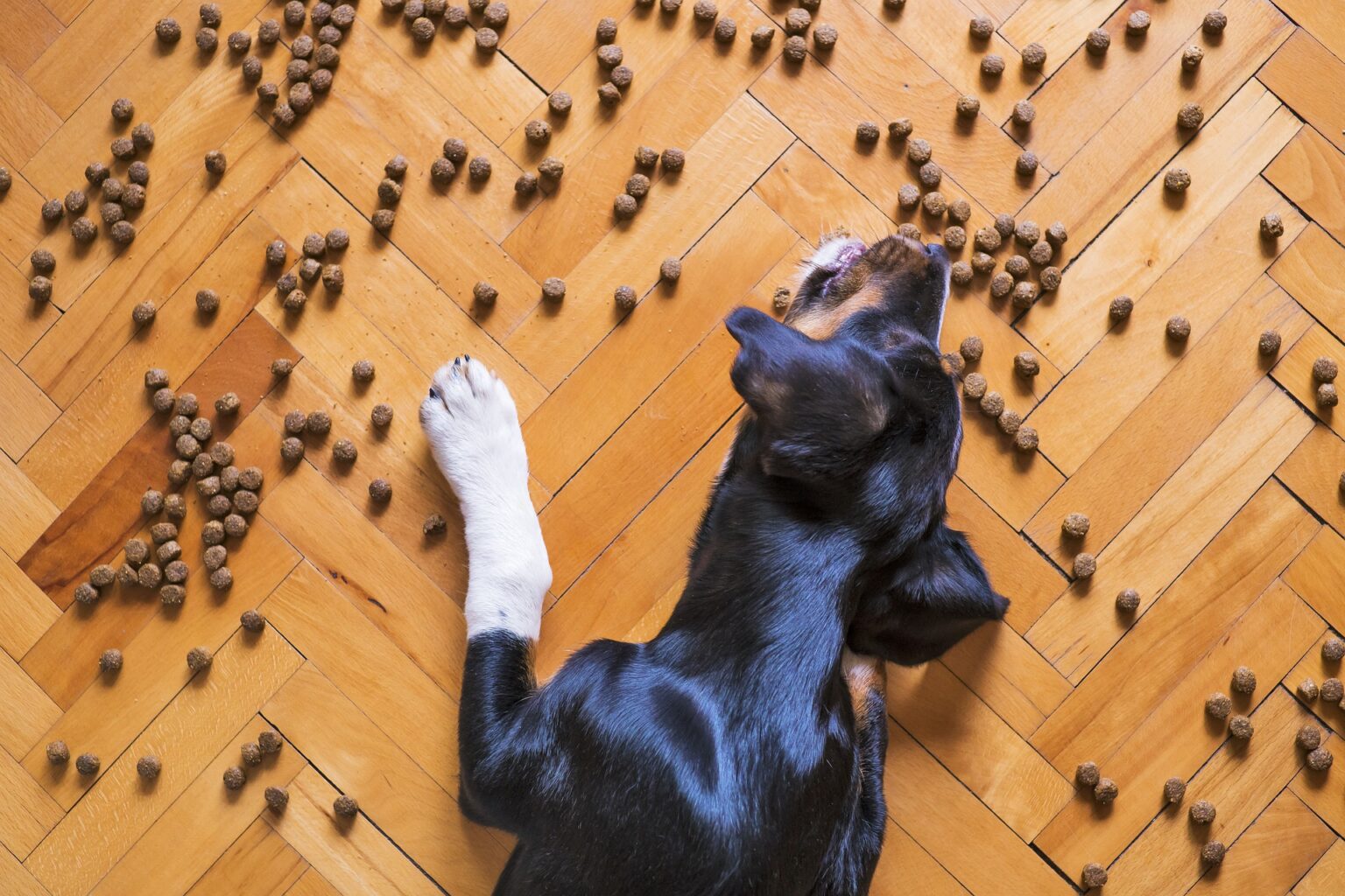 Ways to help an extra hungry dog
