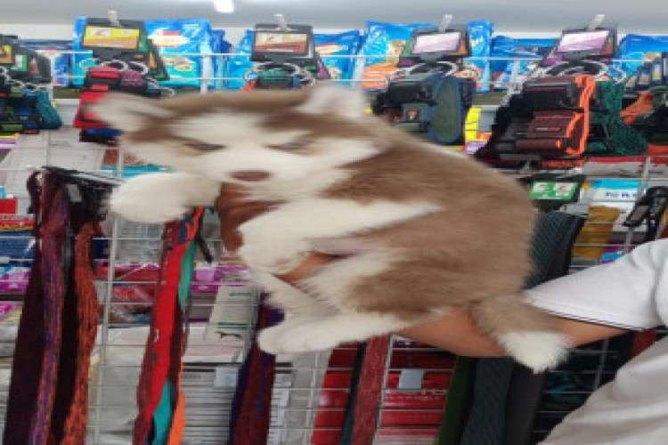 Wooly Coat Siberian Husky Male and Female puppies for sale